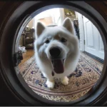 vidu